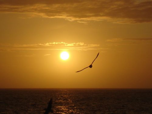 sun bird sea
