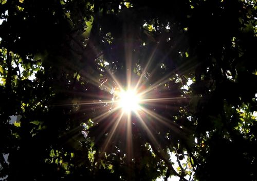 sun sunbeam tree