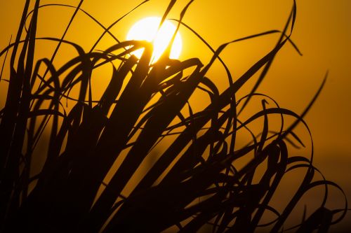 sun sunset grass