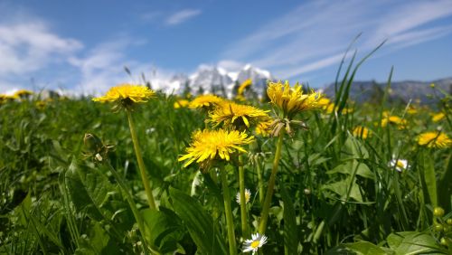 sun summer meadow