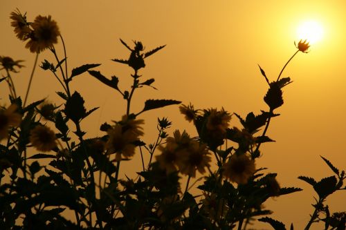 sun flower landscape