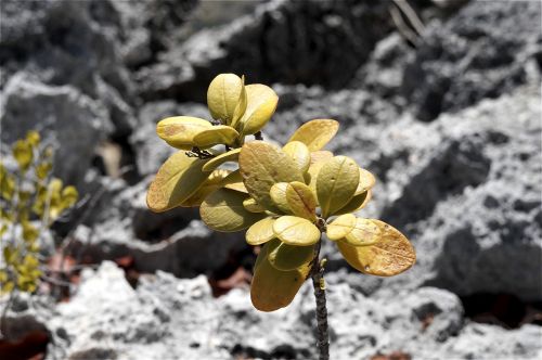 sun plant landscape