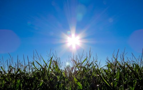 corn cornfield sun