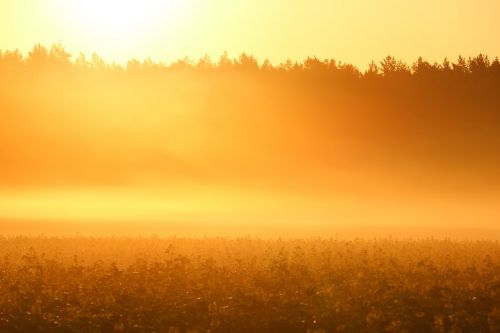 sun fog sunrise