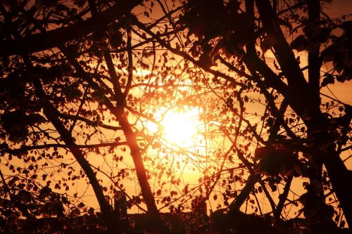 sun trees sunset