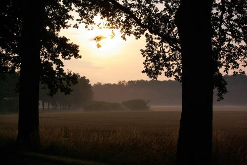 sun fog morning greeting