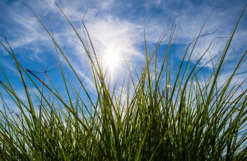 sun clouds grass