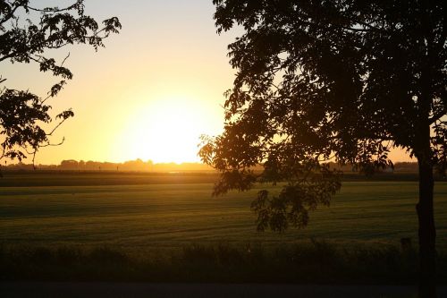 sun tree nature