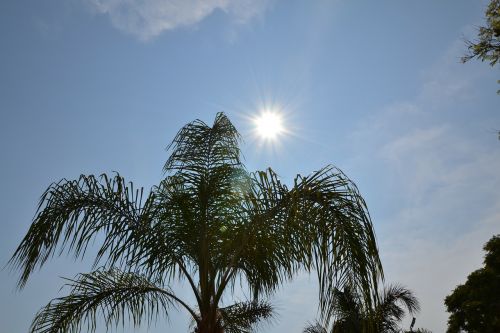 sun palms sea
