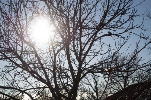 sun winter tree