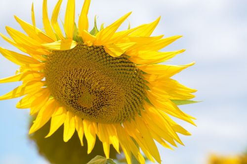 sun sunflower flower