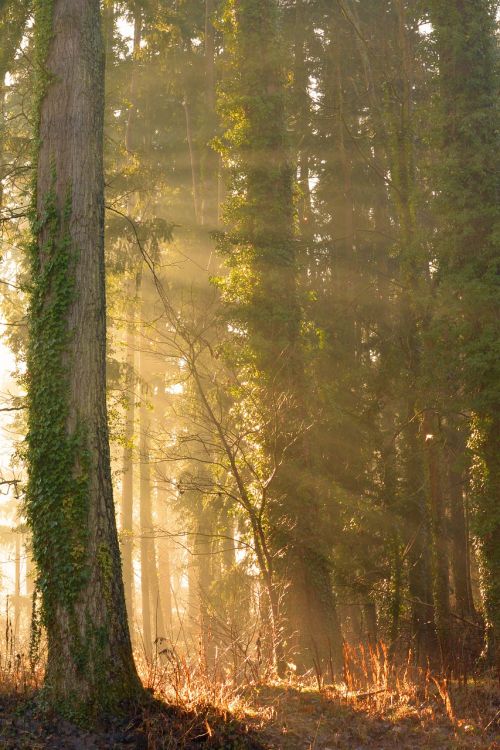 sun sunbeam forest