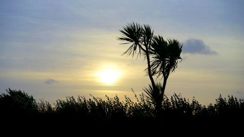 sun tree sky