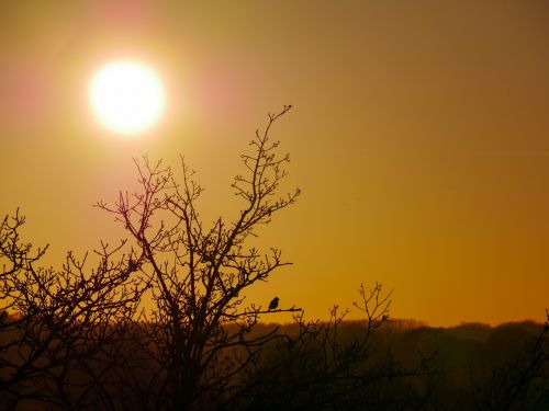 sun bird birds tree