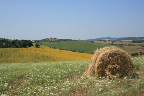 sun maremma yellow