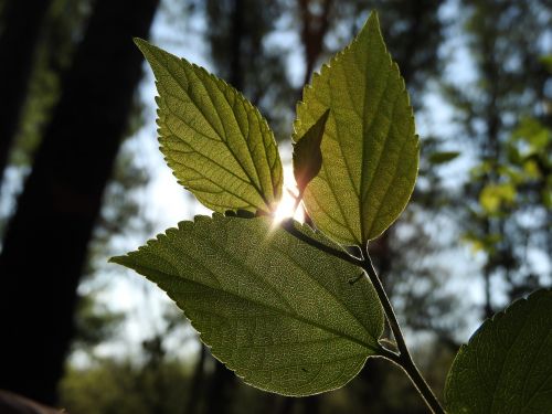 sun nature leaf