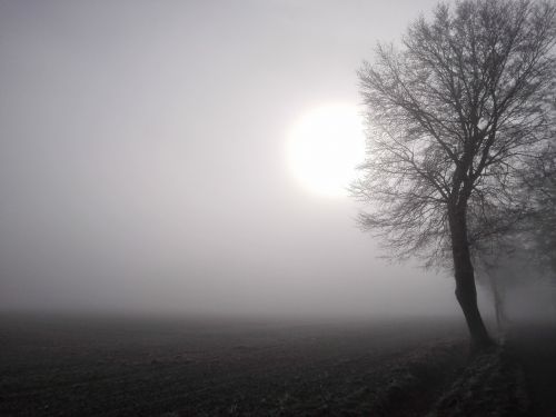 sun fog field