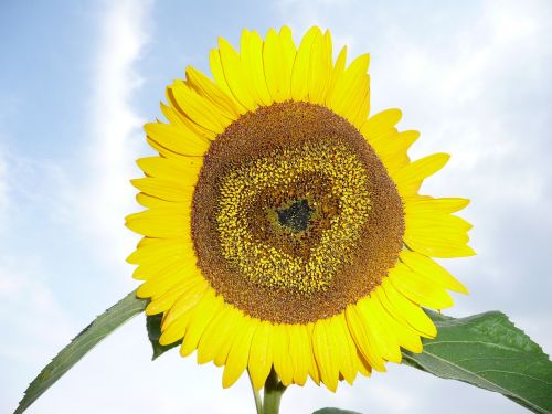 sun flower yellow