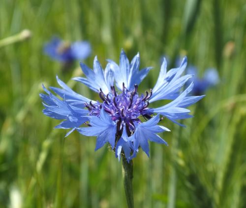 sun nature cornflower