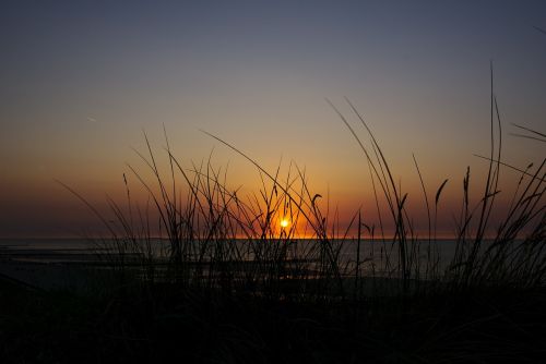 sun sunset grass