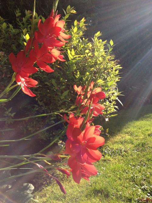 sun flowers nature