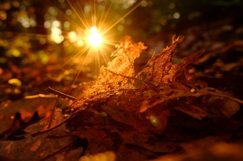 sun leaves nature