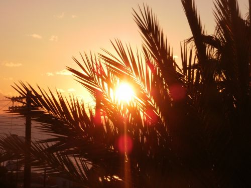 sun palm cyprus