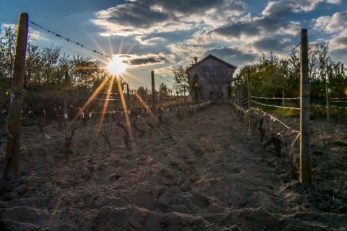 sun vineyard harvest