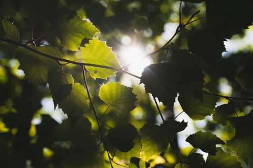 sun leaves summer