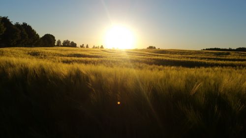 sun sunset field