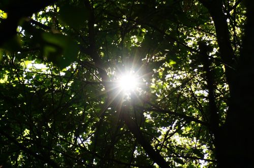 sun forest shadow