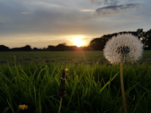 sun nature dandelion
