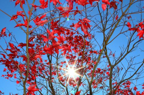 sun autumn red