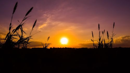 sun sunset reeds