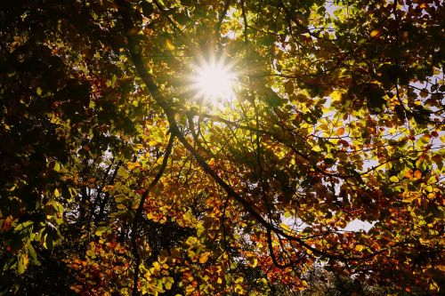 sun fall foliage colorful leaves