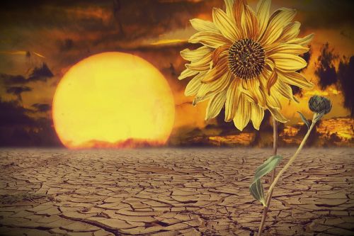 sun sunflower desert