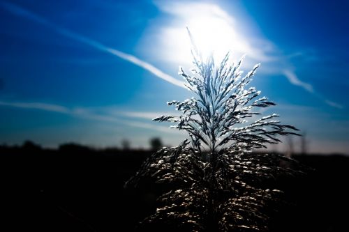 sun nature fields