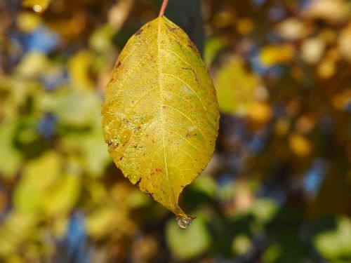 sun fall foliage autumn