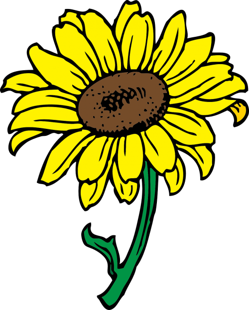 sun flower sunflower