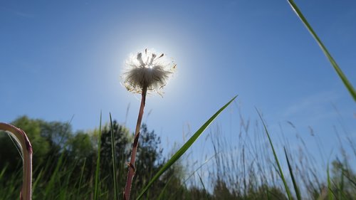 sun  flower  meadow