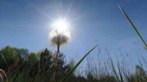 sun  flower  spring