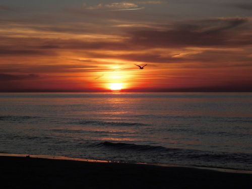 sun seagull afterglow
