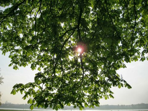 sun branches tree