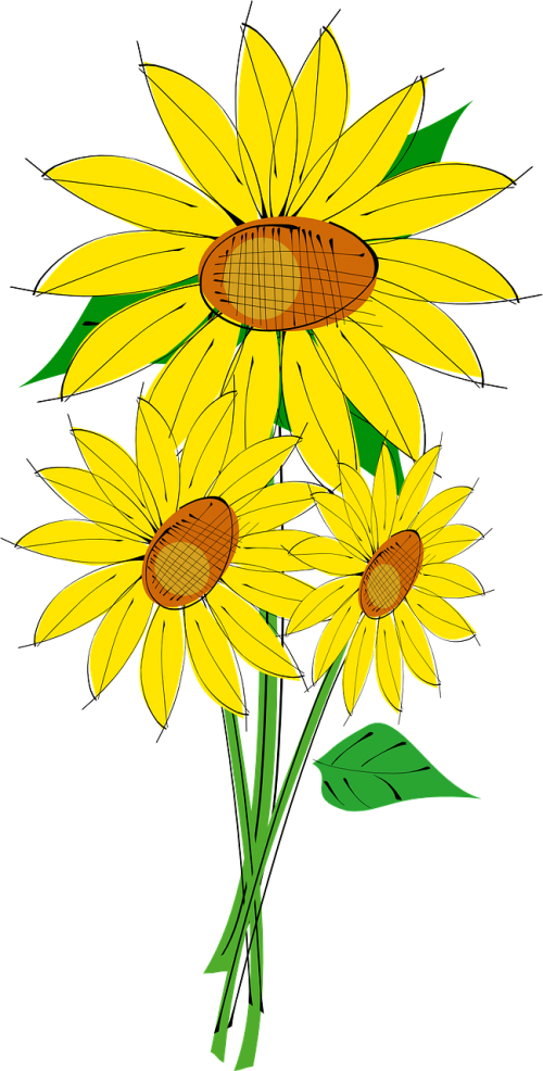 sun flower plant
