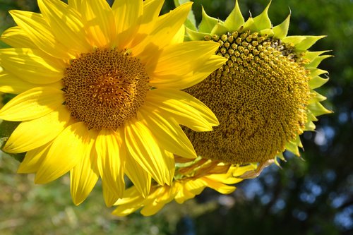 sun  sunflowers  flowers