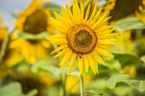 sun  sunflower  yellow