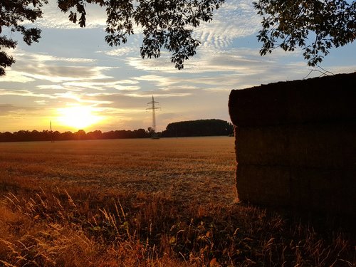 sun  nature  field