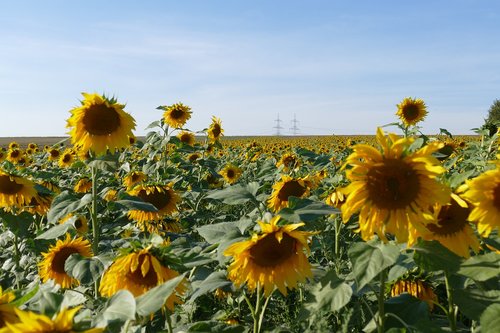 sun  sunflower  nature