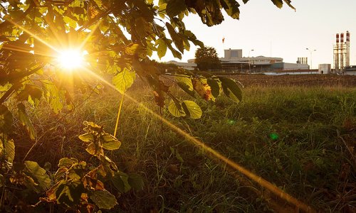 sun  backlighting  nature