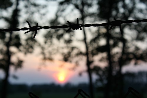 sun  nature  barbed wire